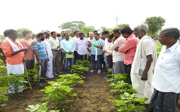 IRM Project on Cotton 