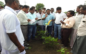 IRM Project on Cotton 
